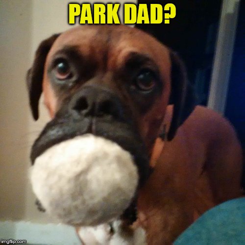 PARK DAD? | made w/ Imgflip meme maker