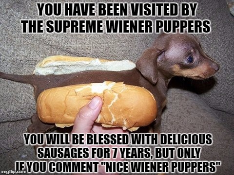 nice wiener  | YOU HAVE BEEN VISITED BY THE SUPREME WIENER PUPPERS; YOU WILL BE BLESSED WITH DELICIOUS SAUSAGES FOR 7 YEARS, BUT ONLY IF YOU COMMENT "NICE WIENER PUPPERS" | image tagged in doge,puppers | made w/ Imgflip meme maker