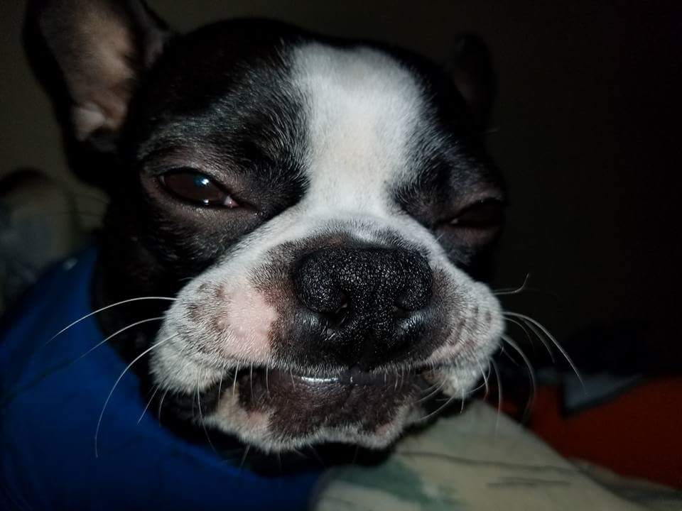 Boston Terrier Blank Meme Template