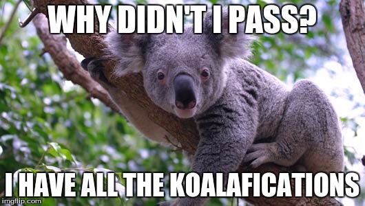 When koalas fail | WHY DIDN'T I PASS? I HAVE ALL THE KOALAFICATIONS | image tagged in koala,koalafications,why,why didn't i pass,pass,fail | made w/ Imgflip meme maker