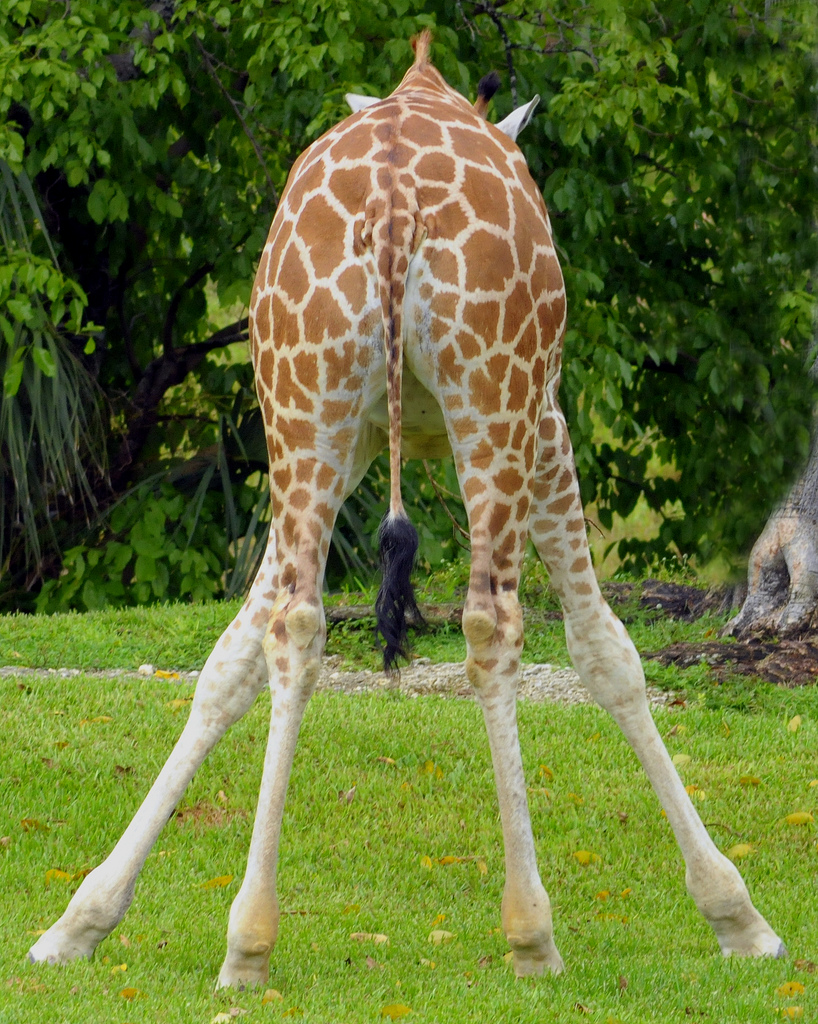 High Quality Giraffe  Blank Meme Template