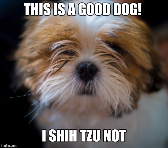 I'm not even joking  | THIS IS A GOOD DOG! I SHIH TZU NOT | image tagged in shih tzu,dog,joke | made w/ Imgflip meme maker