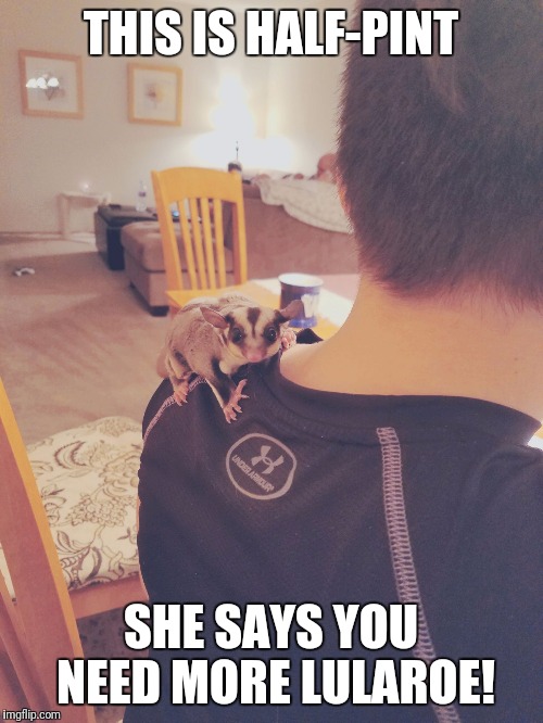 THIS IS HALF-PINT; SHE SAYS YOU NEED MORE LULAROE! | image tagged in sugar glider | made w/ Imgflip meme maker