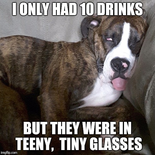 Grace Anne drank to much |  I ONLY HAD 10 DRINKS; BUT THEY WERE IN TEENY,  TINY GLASSES | image tagged in funny dogs,drinking | made w/ Imgflip meme maker