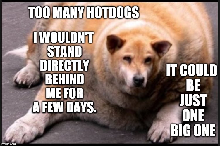 TOO MANY HOTDOGS; IT COULD BE JUST ONE BIG ONE; I WOULDN'T STAND DIRECTLY BEHIND ME FOR A FEW DAYS. | image tagged in humor,funny,funny dogs,satire,eating,farting | made w/ Imgflip meme maker