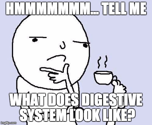 Talking about Science stuff  | HMMMMMMM... TELL ME; WHAT DOES DIGESTIVE SYSTEM LOOK LIKE? | image tagged in thinking meme | made w/ Imgflip meme maker