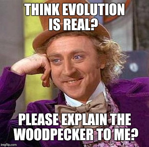 Creepy Condescending Wonka | THINK EVOLUTION IS REAL? PLEASE EXPLAIN THE WOODPECKER TO ME? | image tagged in memes,creepy condescending wonka | made w/ Imgflip meme maker