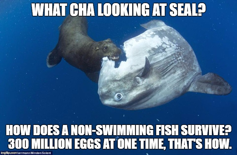 WHAT CHA LOOKING AT SEAL? HOW DOES A NON-SWIMMING FISH SURVIVE? 300 MILLION EGGS AT ONE TIME, THAT'S HOW. | image tagged in mola mola fish | made w/ Imgflip meme maker