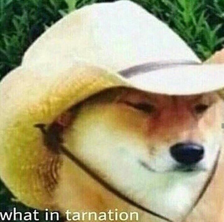 High Quality What in tarnation dog Blank Meme Template