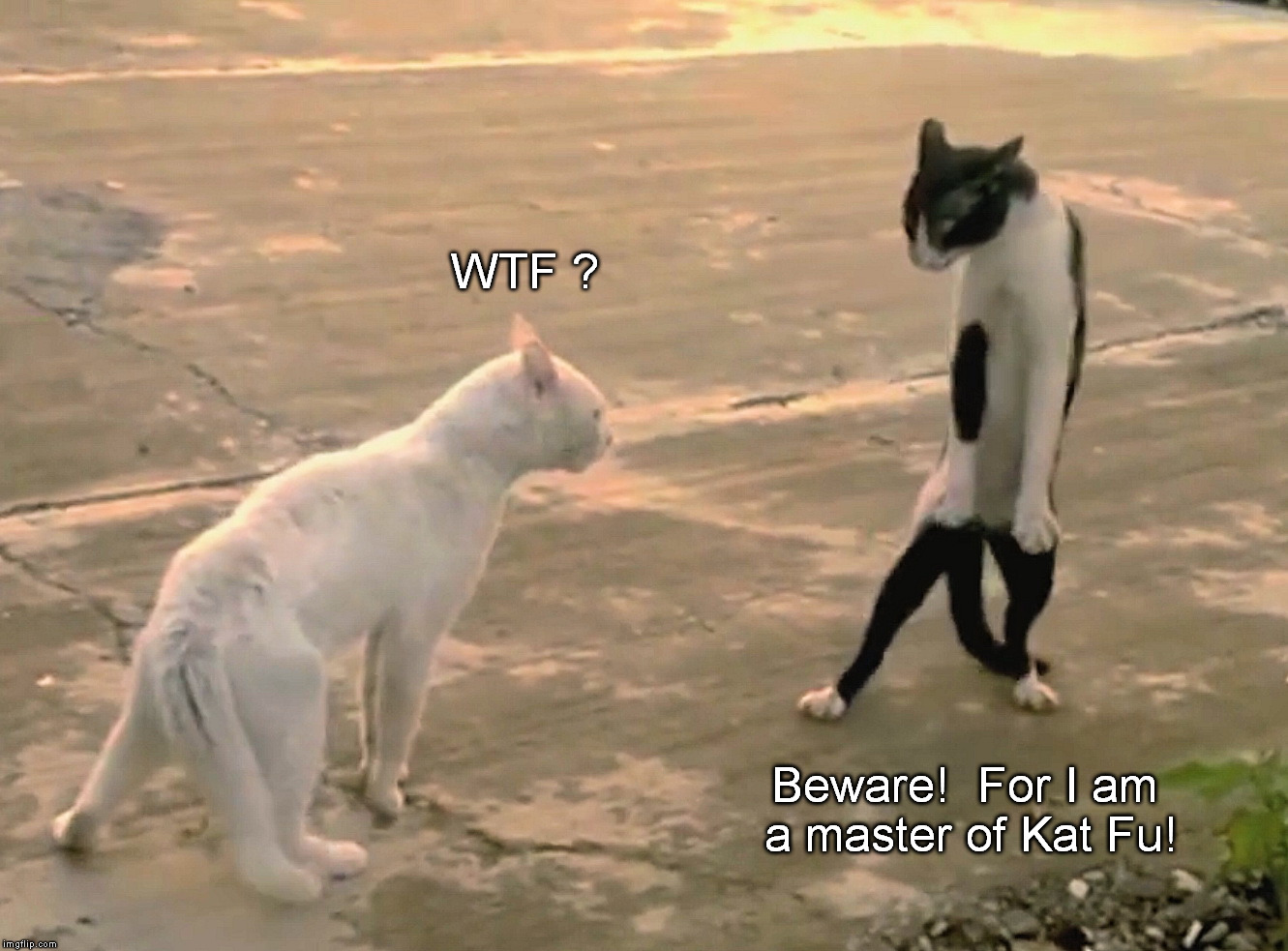 Everybody was Kat Fu Fighting. Those cats were fast as lightning. | WTF ? Beware!  For I am a master of Kat Fu! | image tagged in kat fu,cat,cats,fighting | made w/ Imgflip meme maker