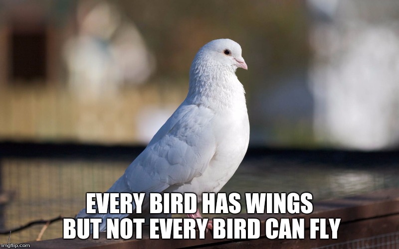 EVERY BIRD HAS WINGS BUT NOT EVERY BIRD CAN FLY | image tagged in quotes | made w/ Imgflip meme maker