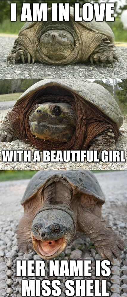 Bad Pun Tortoise | I AM IN LOVE; WITH A BEAUTIFUL GIRL; HER NAME IS MISS SHELL | image tagged in bad pun tortoise,memes,funny animals | made w/ Imgflip meme maker