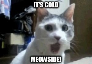 meow bout dat | IT'S COLD MEOWSIDE! | image tagged in meow bout dat | made w/ Imgflip meme maker