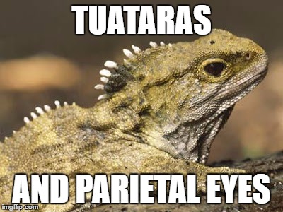 TUATARAS AND PARIETAL EYES | made w/ Imgflip meme maker