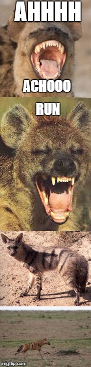 running hyena  | AHHHH; ACHOOO; RUN | image tagged in hyena,bad pun hyena,sneezing | made w/ Imgflip meme maker