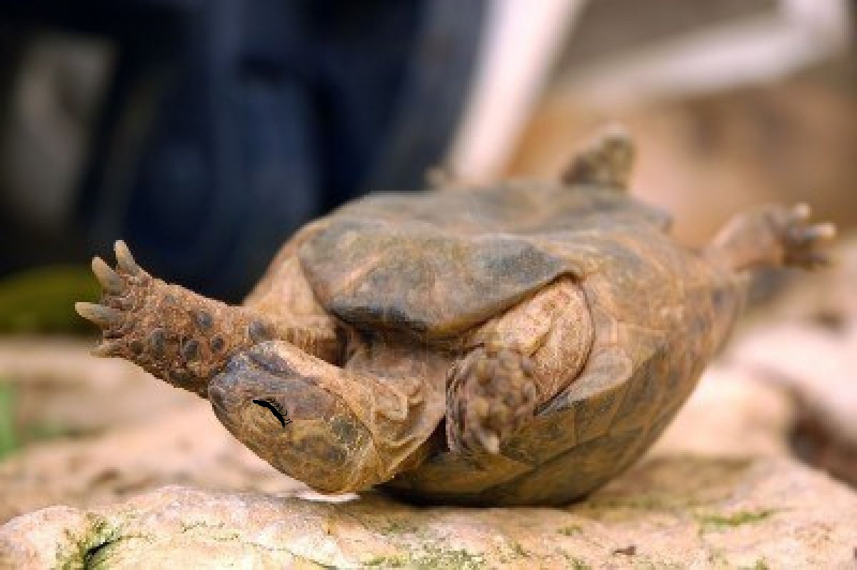 La tortue  Blank Meme Template