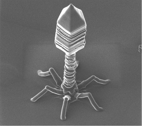 Virus Dildo Blank Meme Template