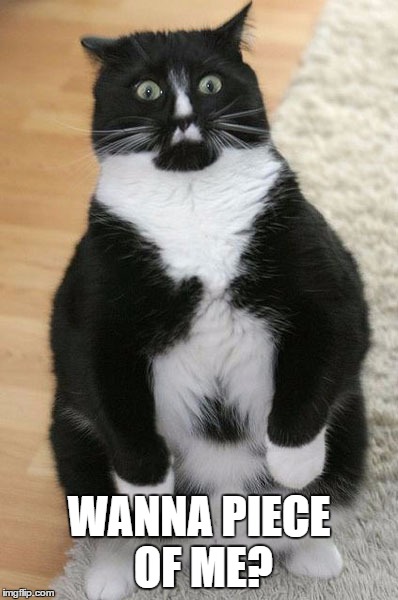 Cat Shocked | WANNA PIECE OF ME? | image tagged in shocked cat | made w/ Imgflip meme maker