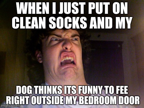 Oh No | WHEN I JUST PUT ON CLEAN SOCKS AND MY; DOG THINKS ITS FUNNY TO FEE RIGHT OUTSIDE MY BEDROOM DOOR | image tagged in memes,oh no | made w/ Imgflip meme maker