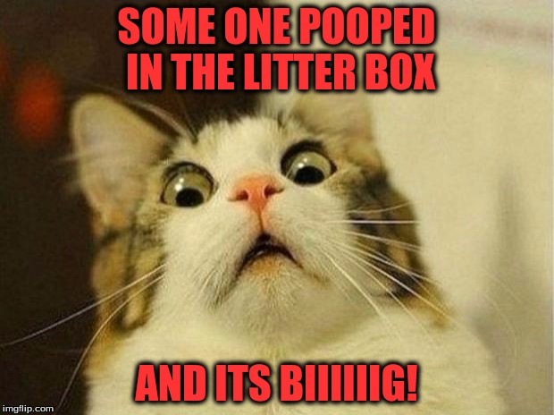 Scared Cat Meme | SOME ONE POOPED IN THE LITTER BOX; AND ITS BIIIIIIG! | image tagged in memes,scared cat | made w/ Imgflip meme maker
