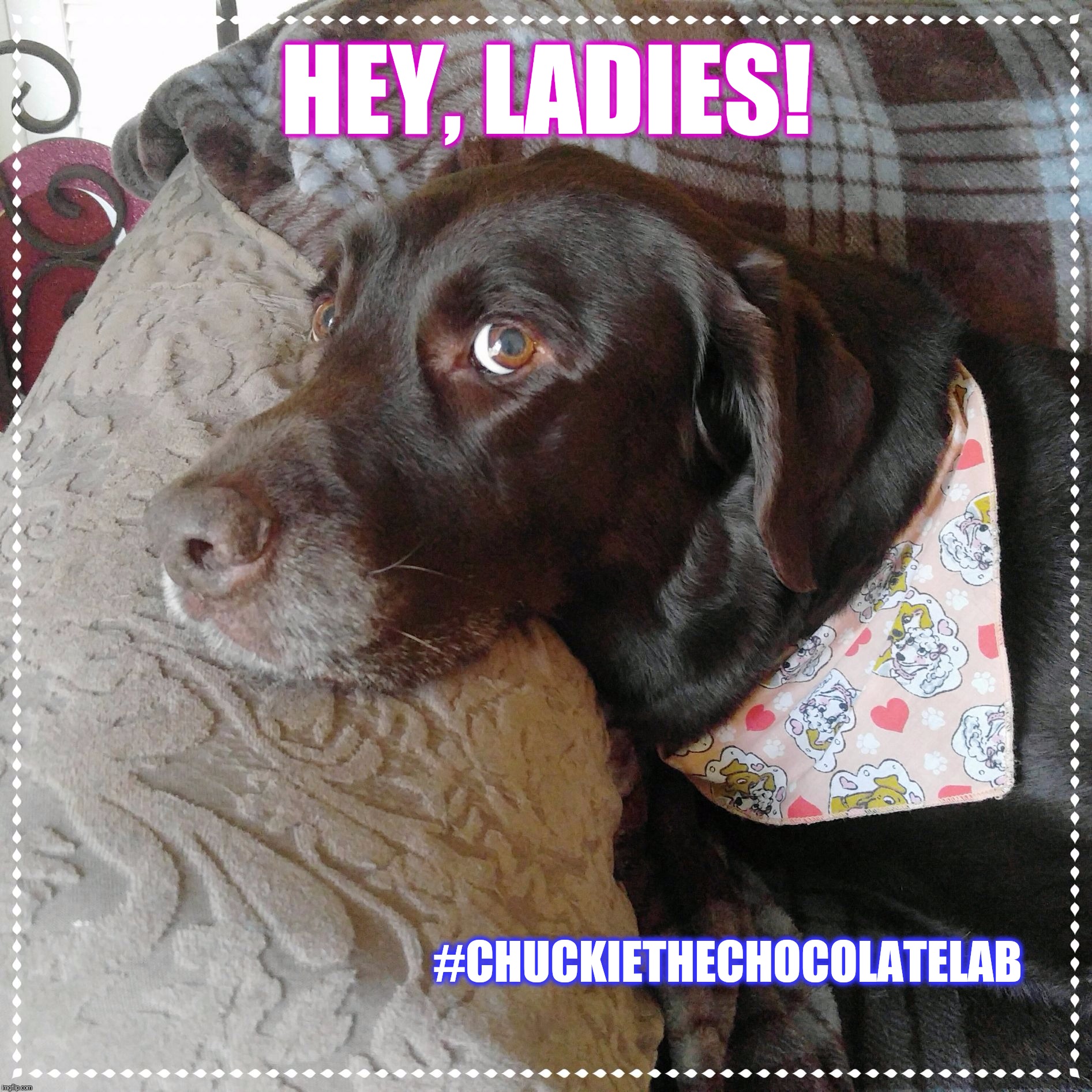 Hey Ladies!  |  HEY, LADIES! #CHUCKIETHECHOCOLATELAB | image tagged in chuckie the chocolate lab,hey ladies,funny,memes,valentine's day,dogs | made w/ Imgflip meme maker