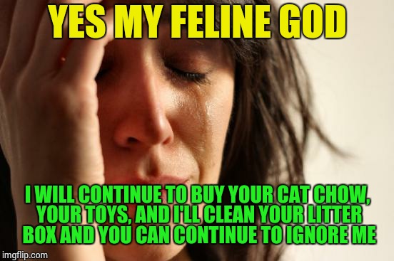 First World Problems Meme | YES MY FELINE GOD I WILL CONTINUE TO BUY YOUR CAT CHOW, YOUR TOYS, AND I'LL CLEAN YOUR LITTER BOX AND YOU CAN CONTINUE TO IGNORE ME | image tagged in memes,first world problems | made w/ Imgflip meme maker