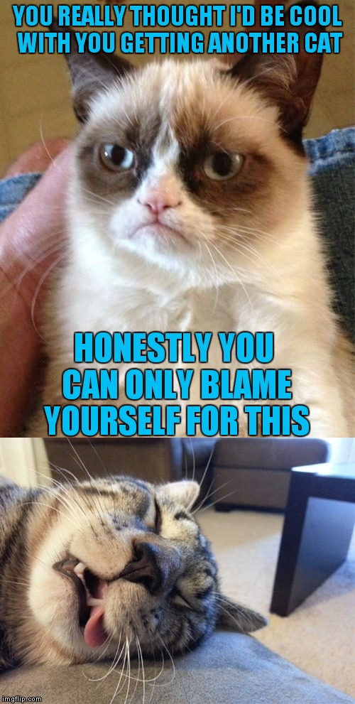 Humans.. can't live with them.. can't operate a can opener without them... | YOU REALLY THOUGHT I'D BE COOL WITH YOU GETTING ANOTHER CAT; HONESTLY YOU CAN ONLY BLAME YOURSELF FOR THIS | image tagged in grumpy cat,deathclaw | made w/ Imgflip meme maker