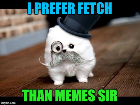This Puppy Really Hates Memes It Seems! | I PREFER FETCH; THAN MEMES SIR | image tagged in if you ask me dog,memes,funny,dog,smart | made w/ Imgflip meme maker