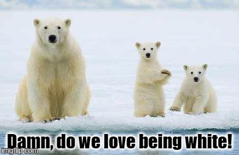 Damn do we love being white! | Damn, do we love being white! | image tagged in polar bears,white history month,fuck the racism | made w/ Imgflip meme maker