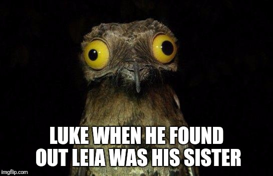 Crazy eyed bird | LUKE WHEN HE FOUND OUT LEIA WAS HIS SISTER | image tagged in crazy eyed bird | made w/ Imgflip meme maker