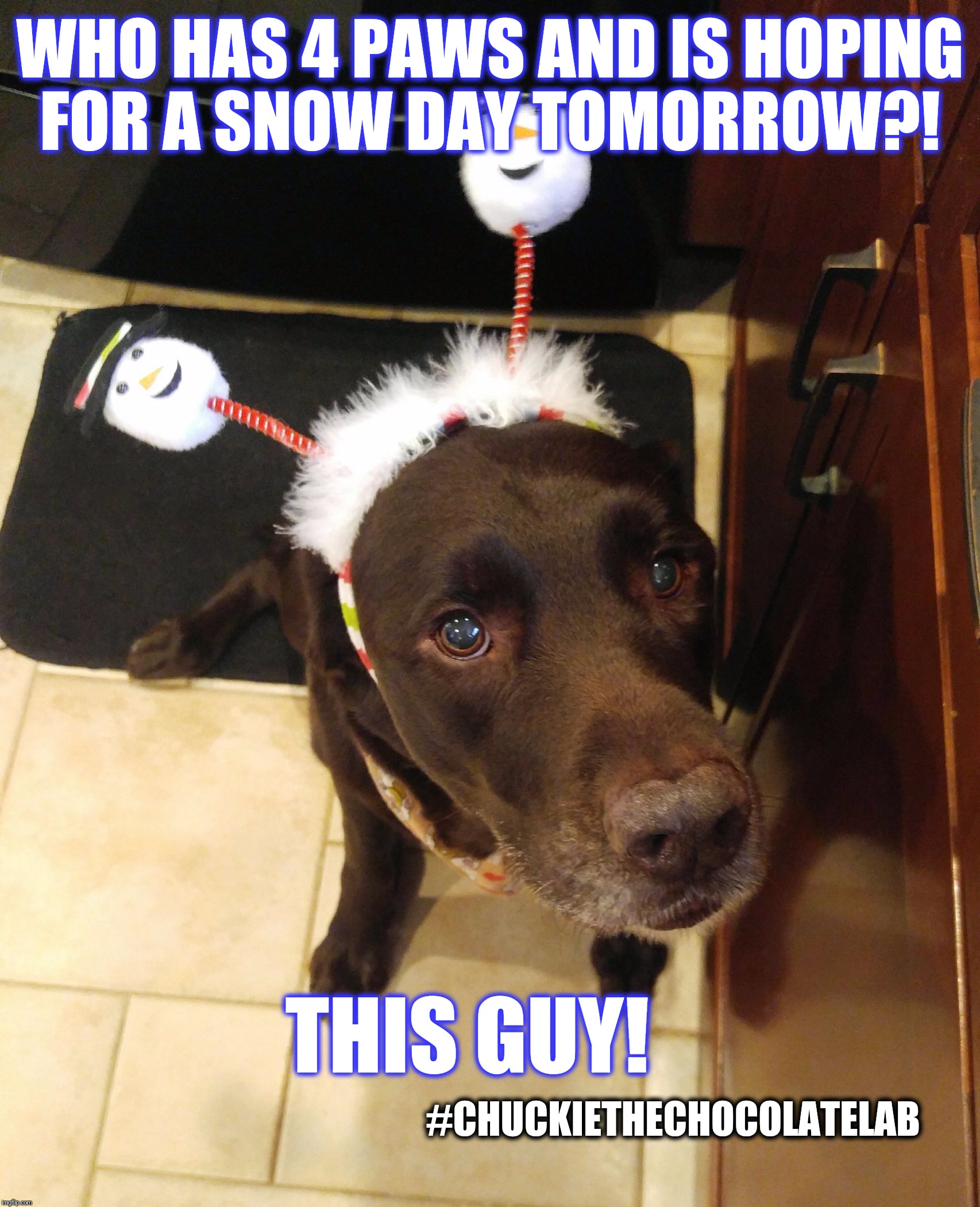 Who wants a snow day?  |  WHO HAS 4 PAWS AND IS HOPING FOR A SNOW DAY TOMORROW?! #CHUCKIETHECHOCOLATELAB; THIS GUY! | image tagged in chuckie the chocolate lab,snow day,dogs,funny,snow,this guy | made w/ Imgflip meme maker