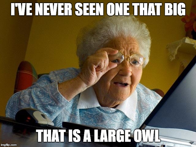 Grandma Finds The Internet Meme | I'VE NEVER SEEN ONE THAT BIG; THAT IS A LARGE OWL | image tagged in memes,grandma finds the internet | made w/ Imgflip meme maker