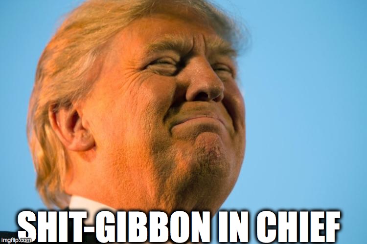 Shit-gibbon | SHIT-GIBBON IN CHIEF | image tagged in donald trump | made w/ Imgflip meme maker