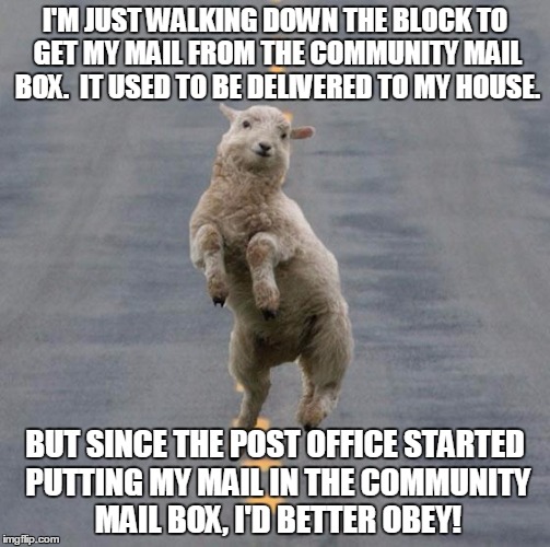 Sheep community mail box | I'M JUST WALKING DOWN THE BLOCK TO GET MY MAIL FROM THE COMMUNITY MAIL BOX.  IT USED TO BE DELIVERED TO MY HOUSE. BUT SINCE THE POST OFFICE STARTED PUTTING MY MAIL IN THE COMMUNITY MAIL BOX, I'D BETTER OBEY! | image tagged in jumping sheep,coward,sheep,mail | made w/ Imgflip meme maker