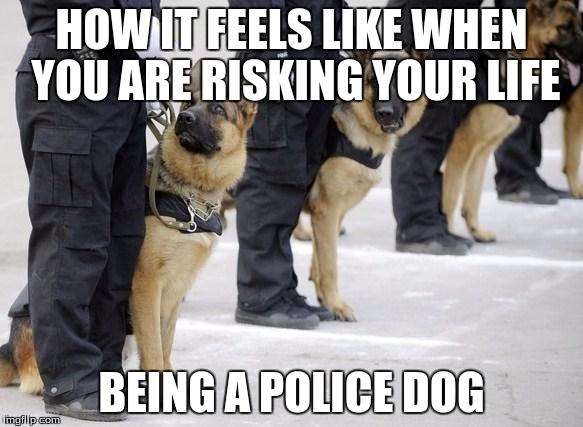 police dogs | HOW IT FEELS LIKE WHEN YOU ARE RISKING YOUR LIFE; BEING A POLICE DOG | image tagged in police dogs | made w/ Imgflip meme maker