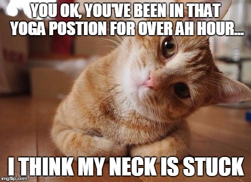 Curious Question Cat | YOU OK, YOU'VE BEEN IN THAT YOGA POSTION FOR OVER AH HOUR... I THINK MY NECK IS STUCK | image tagged in curious question cat | made w/ Imgflip meme maker