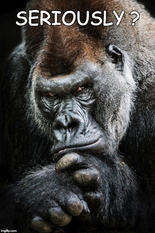 SERIOUSLY ? | image tagged in gorilla,thinking gorilla | made w/ Imgflip meme maker