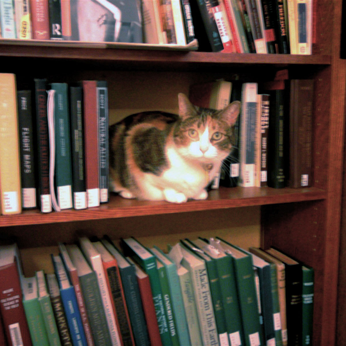 High Quality Bookshelf Cat Blank Meme Template
