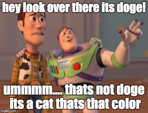 X, X Everywhere Meme | hey look over there its doge! ummmm.... thats not doge its a cat thats that color | image tagged in memes,x x everywhere | made w/ Imgflip meme maker