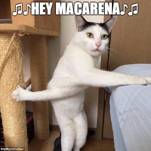 ♫♪HEY MACARENA♪♫ | image tagged in cat,funny,funny memes,funny cat memes | made w/ Imgflip meme maker