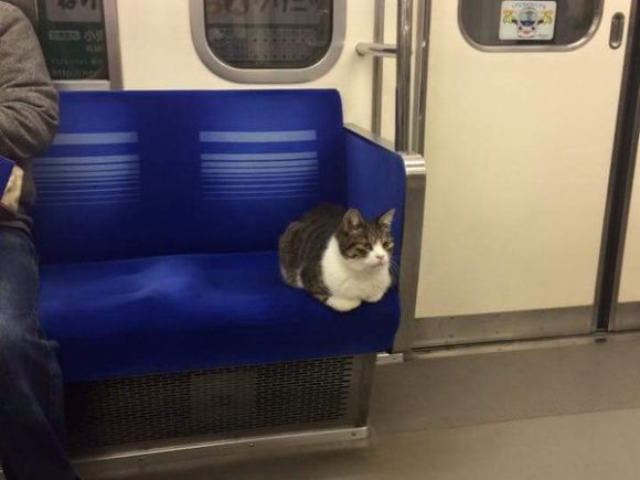 Subway cat Blank Meme Template
