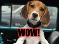 Cute puppy | WOW! | image tagged in cute puppy | made w/ Imgflip meme maker