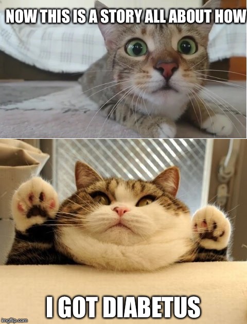 Cats when they eat to much | NOW THIS IS A STORY ALL ABOUT HOW; I GOT DIABETUS | image tagged in memes | made w/ Imgflip meme maker