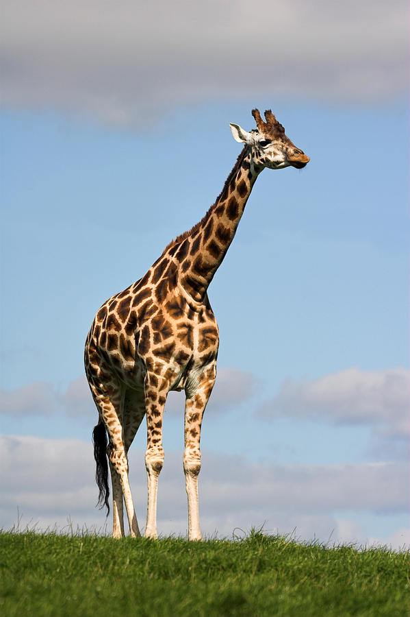 Giraffe Blank Meme Template