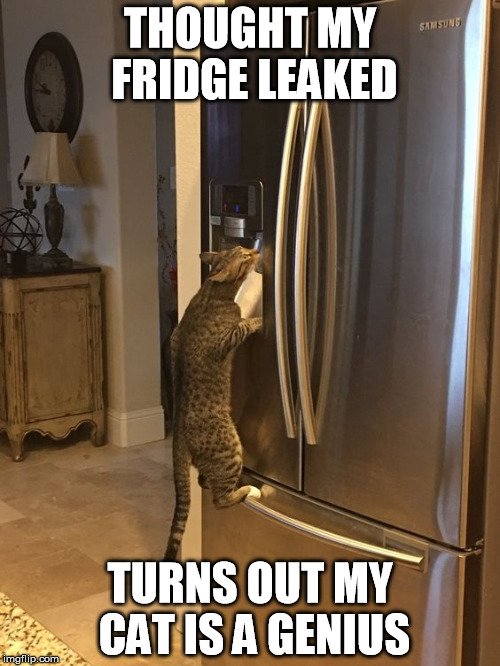 THOUGHT MY FRIDGE LEAKED; TURNS OUT MY CAT IS A GENIUS | made w/ Imgflip meme maker