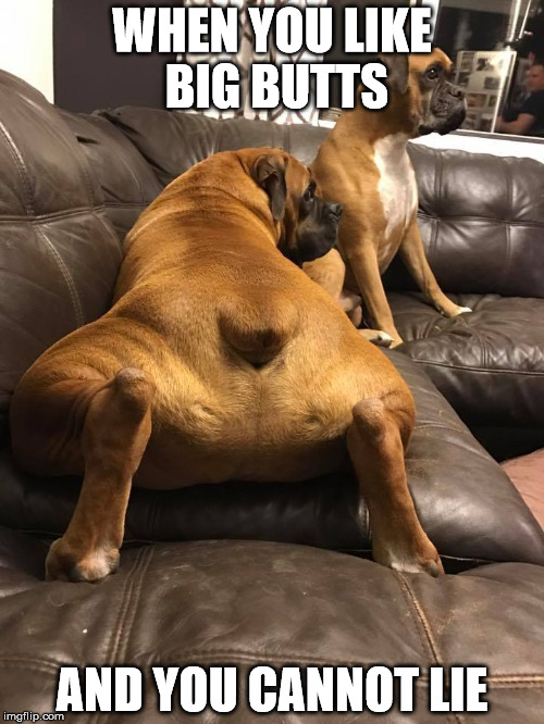boxer big butt |  WHEN YOU LIKE BIG BUTTS; AND YOU CANNOT LIE | image tagged in big butts,boxer dog,buns | made w/ Imgflip meme maker