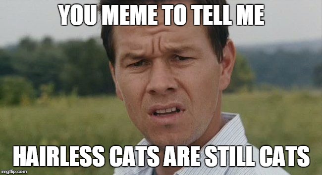 Mark Wahlburg confused | YOU MEME TO TELL ME; HAIRLESS CATS ARE STILL CATS | image tagged in mark wahlburg confused | made w/ Imgflip meme maker