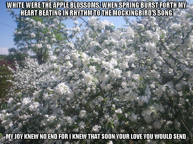 White Blossoms | WHITE WERE THE APPLE BLOSSOMS, WHEN SPRING BURST FORTH
MY HEART BEATING IN RHYTHM TO THE MOCKINGBIRD’S SONG; MY JOY KNEW NO END
FOR I KNEW THAT SOON YOUR LOVE YOU WOULD SEND | image tagged in whiteblossoms,spring,appleblossoms,love | made w/ Imgflip meme maker