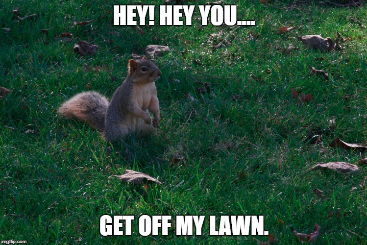 Get off my lawn | HEY! HEY YOU.... GET OFF MY LAWN. | image tagged in squirrel,nuts | made w/ Imgflip meme maker