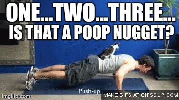 poop nugget | ONE...TWO...THREE... IS THAT A POOP NUGGET? | image tagged in push up cat | made w/ Imgflip meme maker